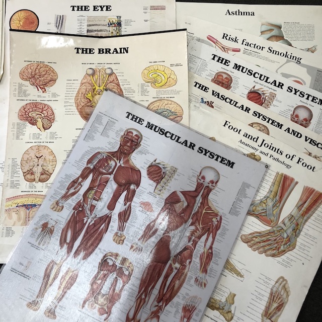 POSTER, Anatomical Chart - A1 Laminated